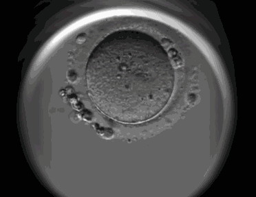 微信图片_20170510094349.gif