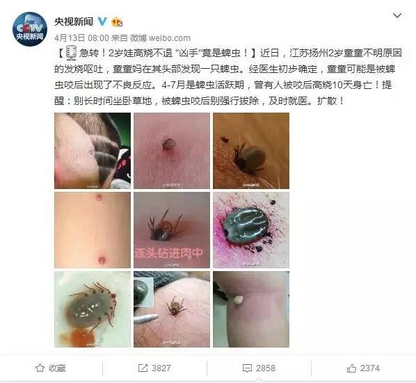 每年都有人 被蜱虫咬伤